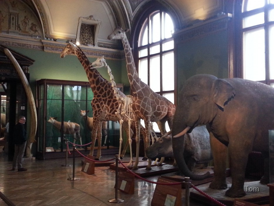 Naturhistorisches Museum