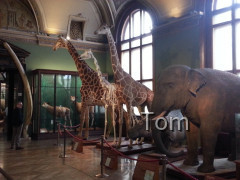 Naturhistorisches Museum
