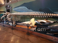 Naturhistorisches Museum
