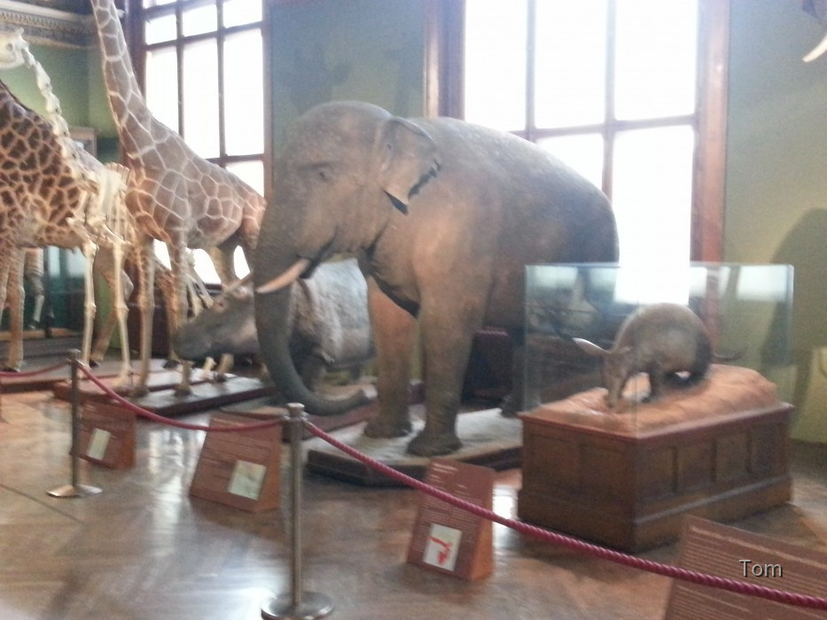 Naturhistorisches Museum