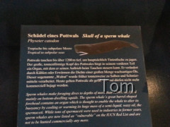 Naturhistorisches Museum