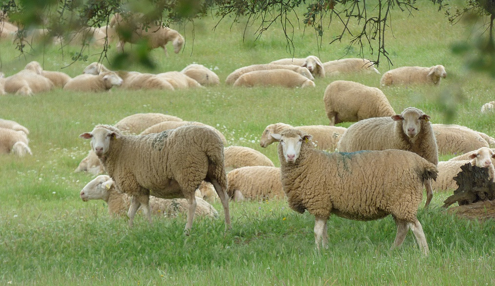 Extremadura