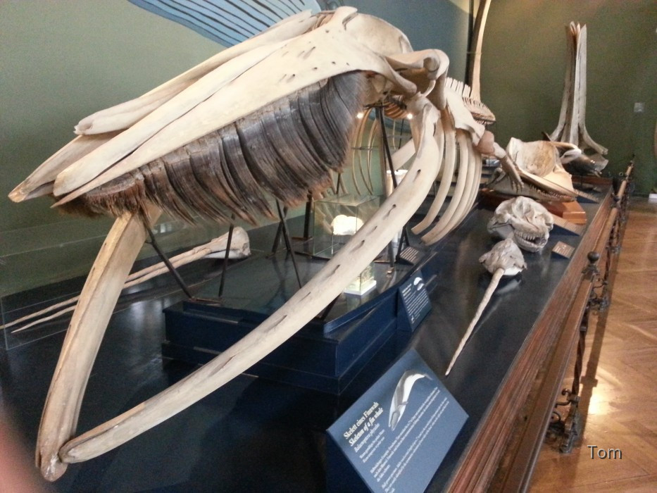 Naturhistorisches Museum
