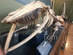Naturhistorisches Museum