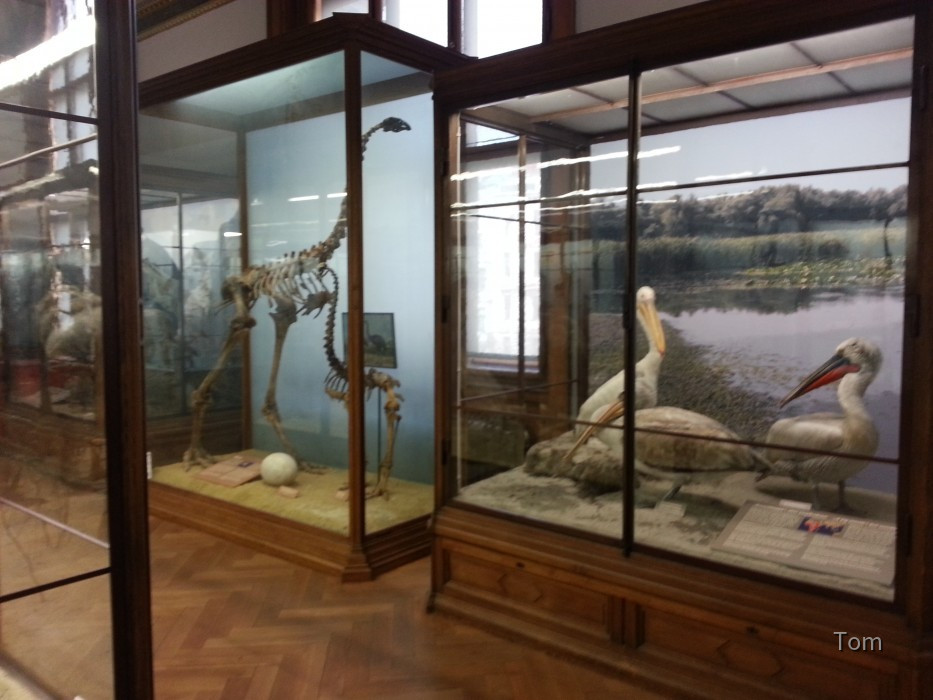 Naturhistorisches Museum