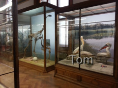 Naturhistorisches Museum