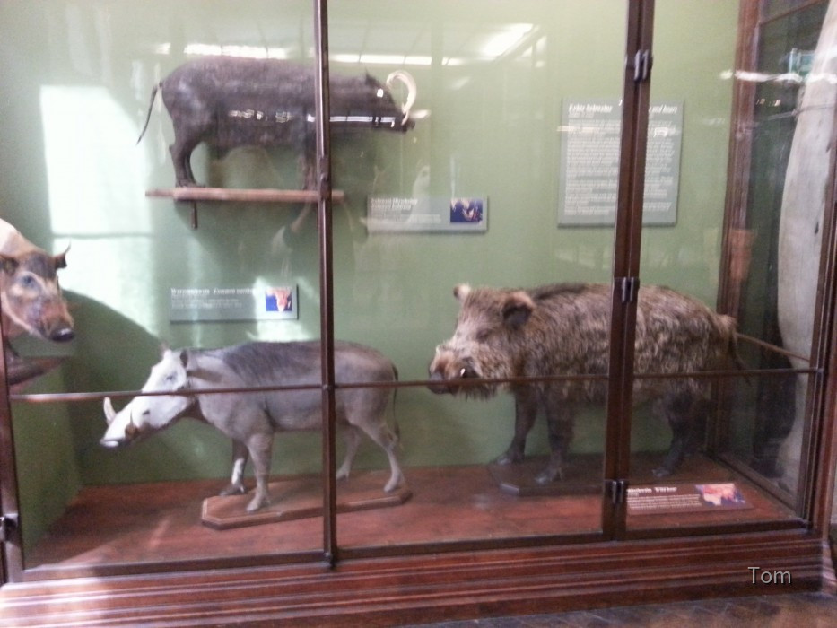 Naturhistorisches Museum