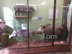 Naturhistorisches Museum
