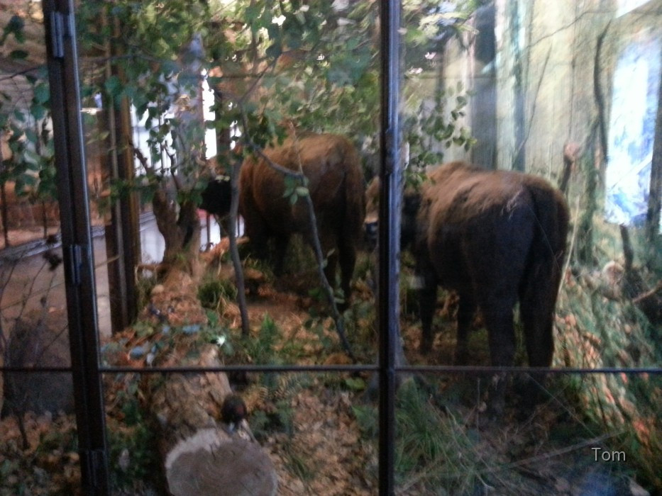 Naturhistorisches Museum