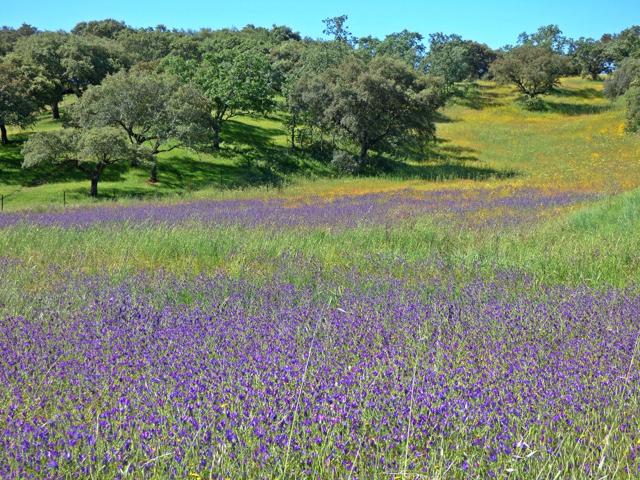 Extremadura Mai 2018 - Tag 2 Trujillo und Cáceres