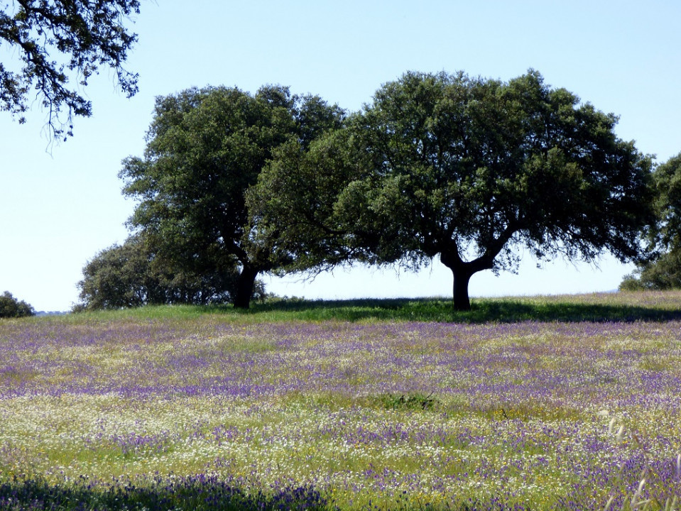 Extremadura Mai 2018 - Tag 2 Trujillo und Cáceres