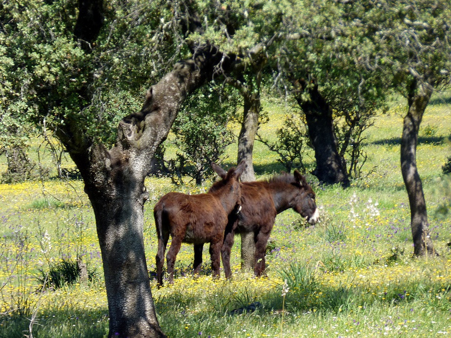 Extremadura Mai 2018 - Tag 2 Trujillo und Cáceres