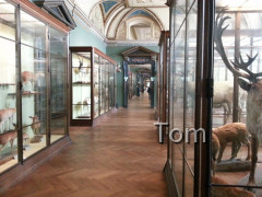 Naturhistorisches Museum