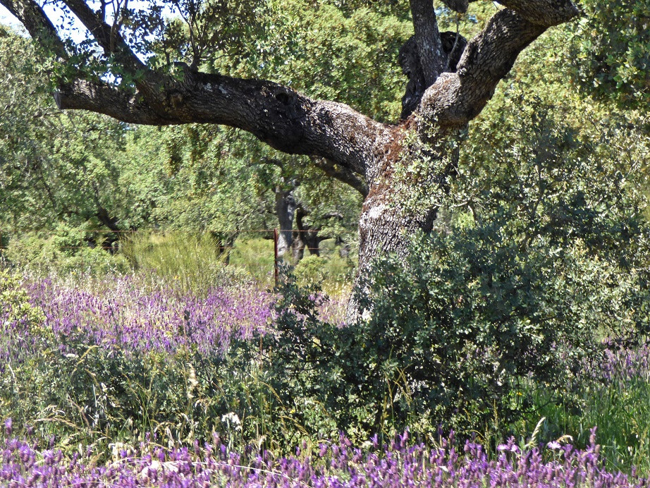 Extremadura Mai 2018 - Tag 2 Trujillo und Cáceres