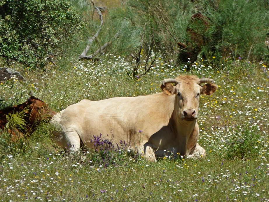 Extremadura Mai 2018 - Tag 2 Trujillo und Cáceres
