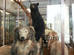 Naturhistorisches Museum