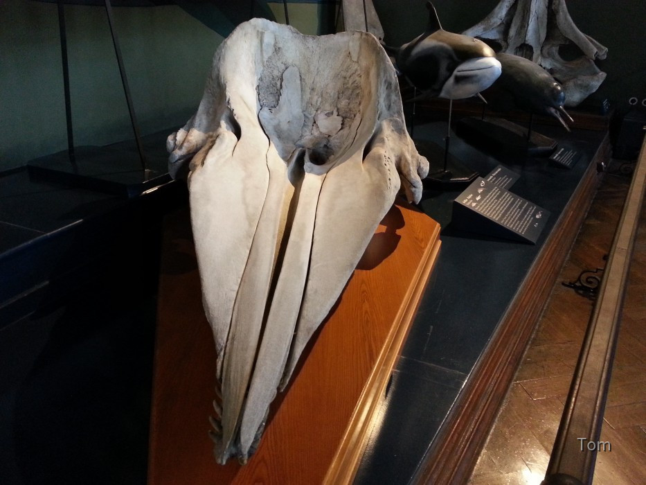 Naturhistorisches Museum