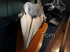 Naturhistorisches Museum