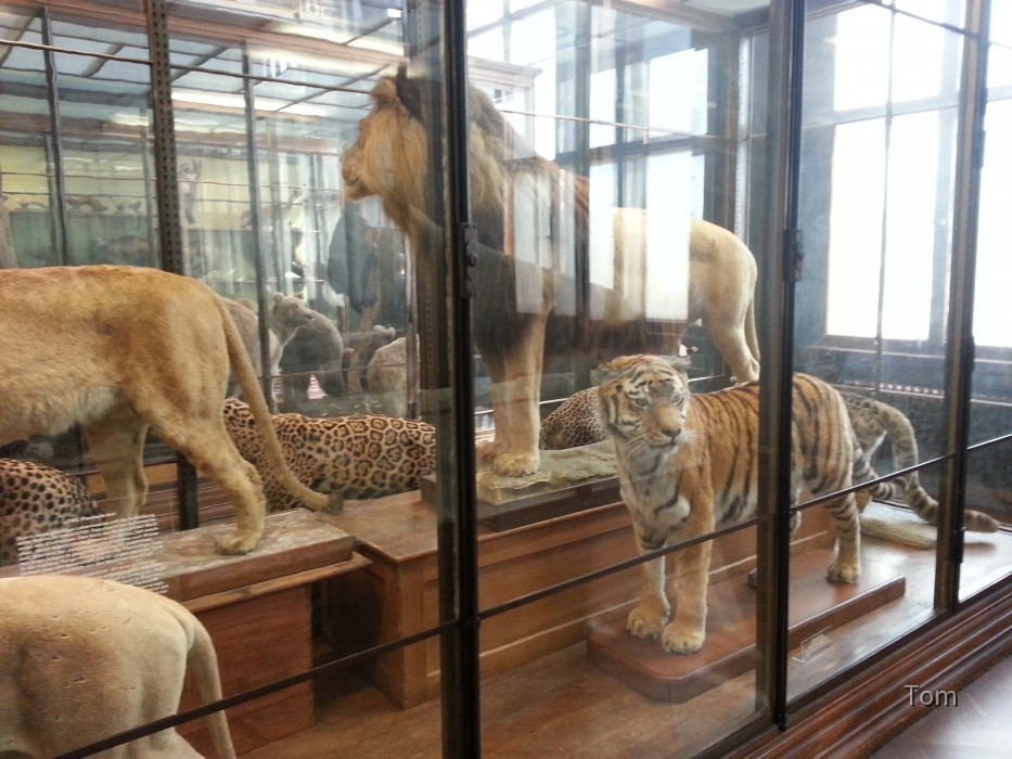 Naturhistorisches Museum