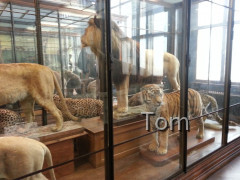 Naturhistorisches Museum