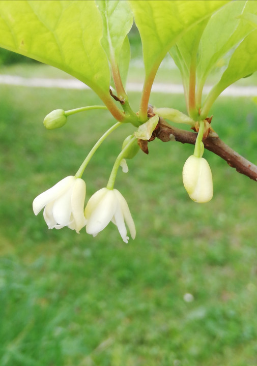 Frühlingserwachen