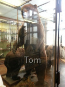 Naturhistorisches Museum