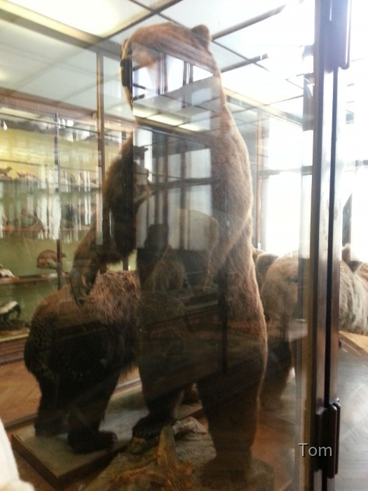 Naturhistorisches Museum
