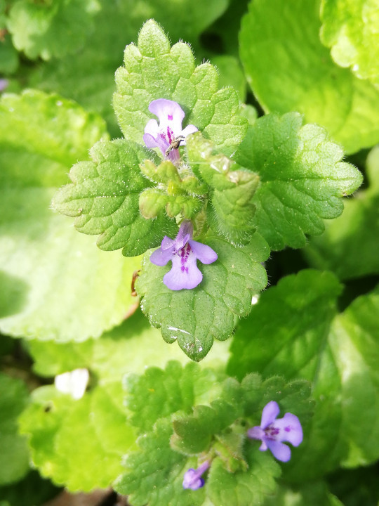 Frühlingserwachen