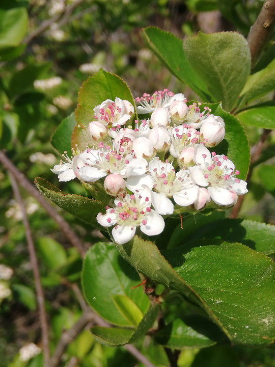 Frühlingserwachen