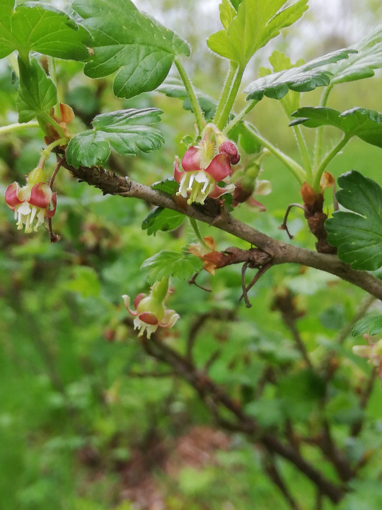 Frühlingserwachen
