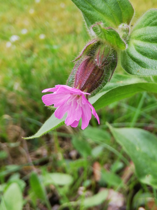 Frühlingserwachen