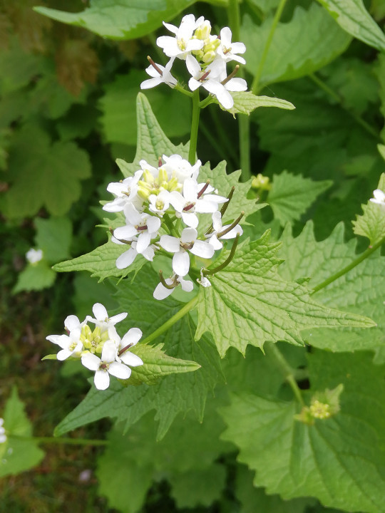 Frühlingserwachen