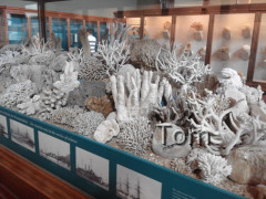 Naturhistorisches Museum
