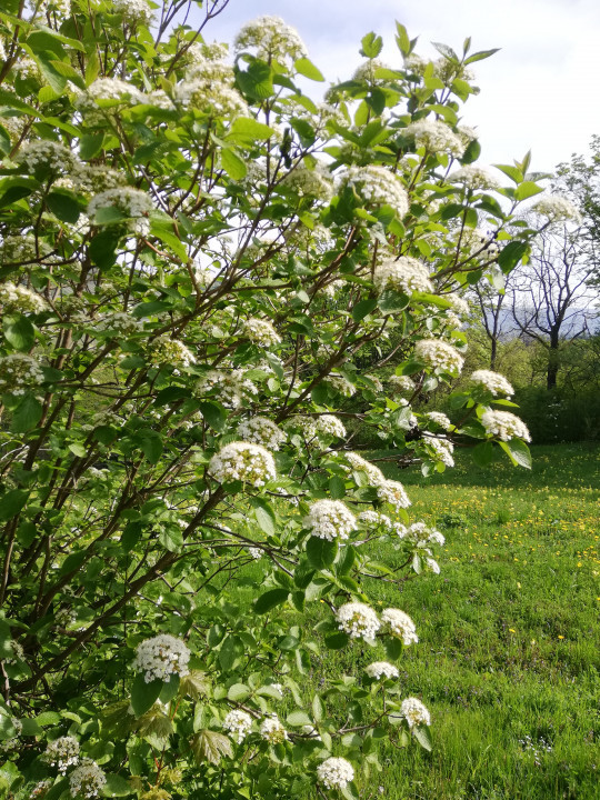 Frühlingserwachen