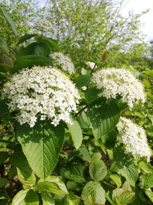 Frühlingserwachen