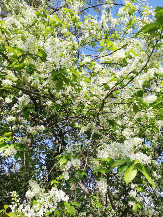 Frühlingserwachen