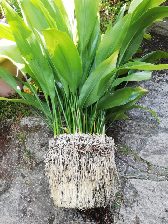 Frühlingserwachen
