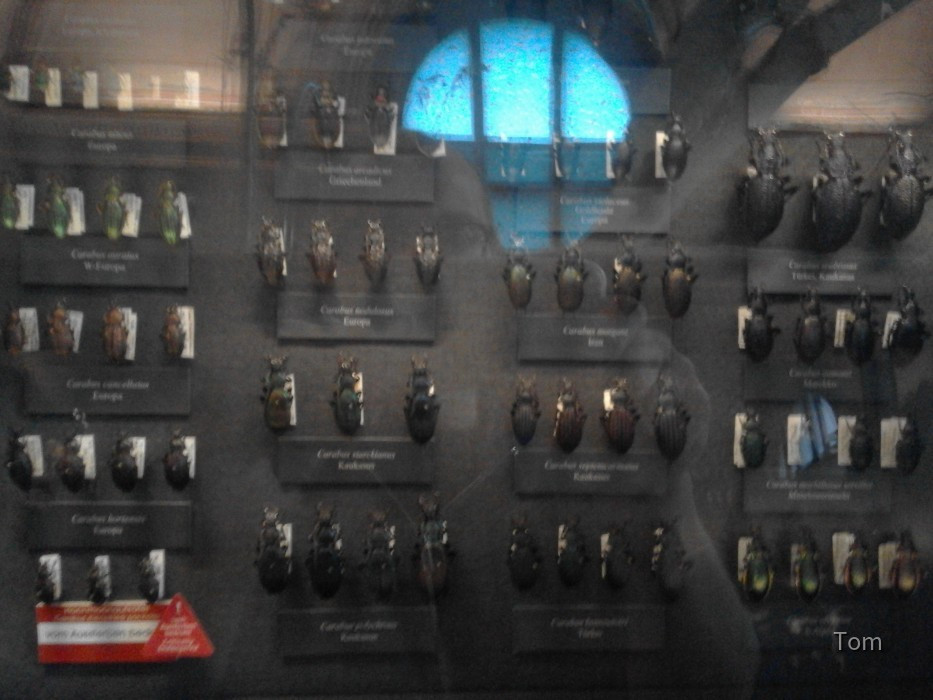 Naturhistorisches Museum