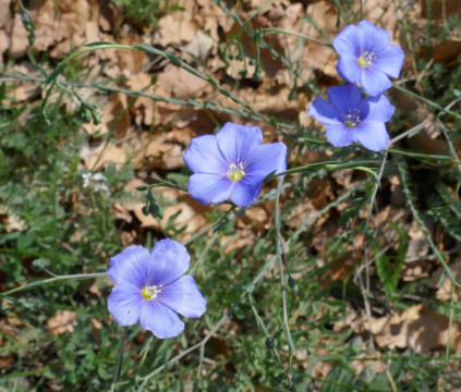 Eichkogel April - Mai 2022