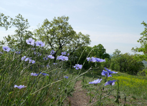 Eichkogel April - Mai 2022