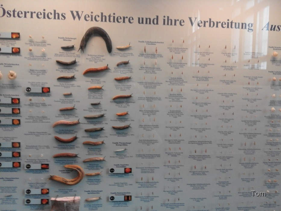 Naturhistorisches Museum