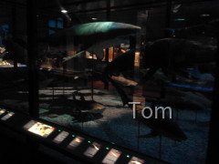 Naturhistorisches Museum
