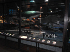 Naturhistorisches Museum