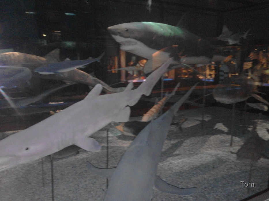 Naturhistorisches Museum