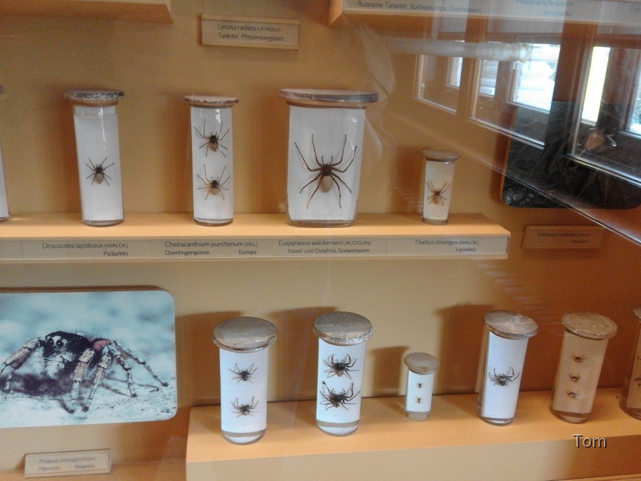 Naturhistorisches Museum