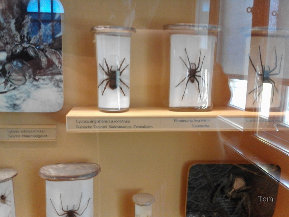 Naturhistorisches Museum