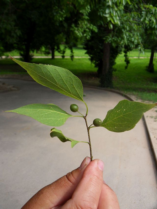 Tata Schlosspark Baum3