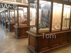 Naturhistorisches Museum