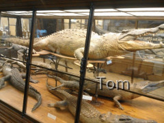 Naturhistorisches Museum