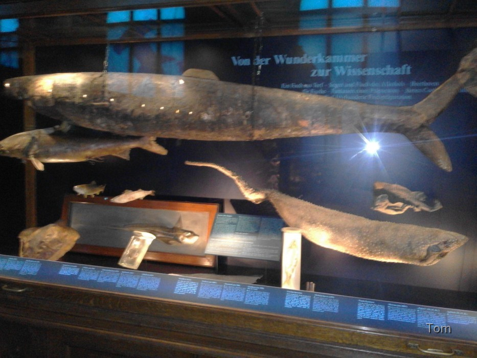 Naturhistorisches Museum